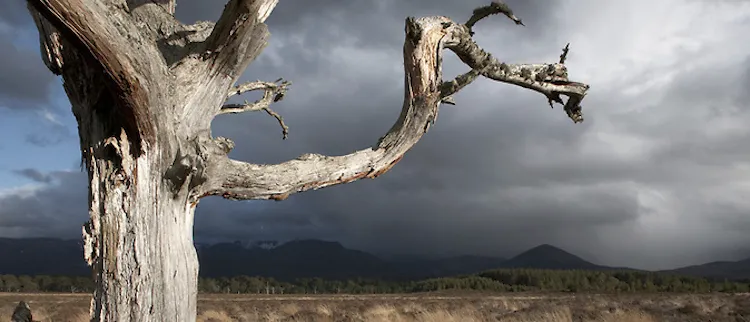 The Importance of Dead Wood